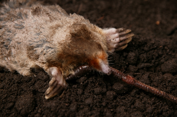 Moles