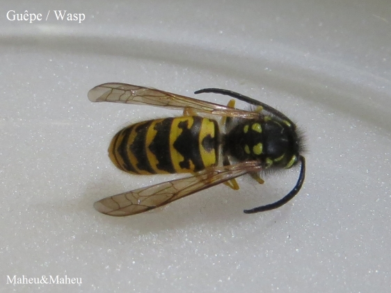 Wasp