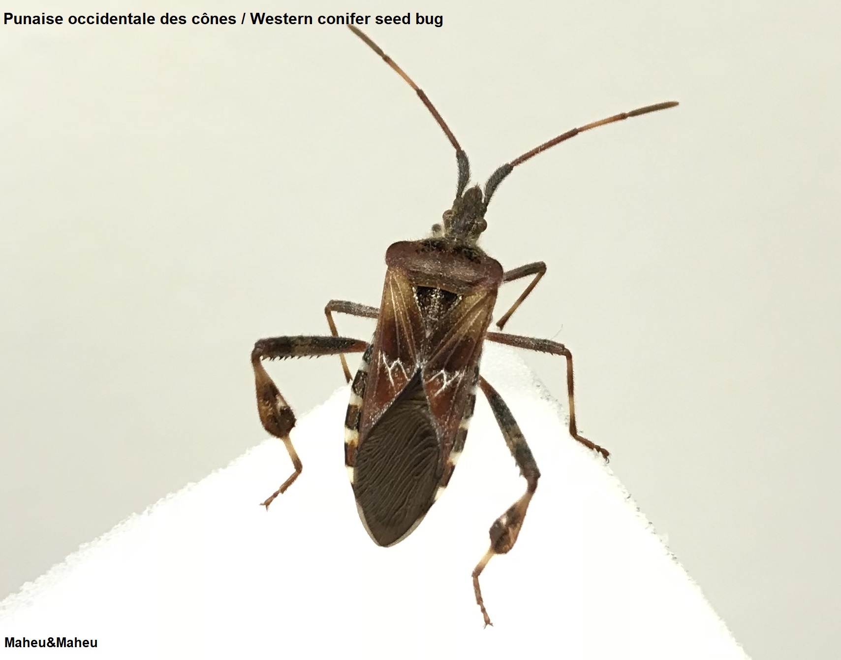 Western conifer seed bug