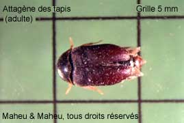 Black Carpet Beetle